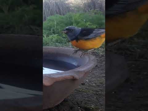 Birdday 181 Naranjeros 030925