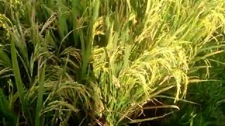 Download lagu Mau Tahu  Asal  Beras Dari Mana  Ini Dia mp3