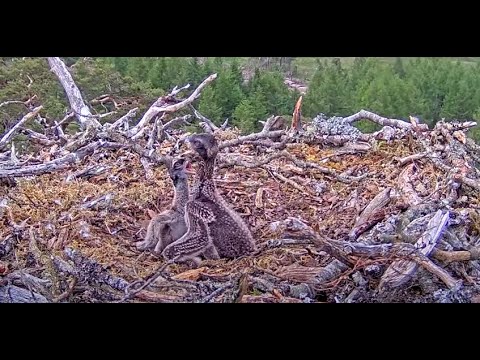 Loch Arkaig Osprey chicks take lumps out of each other until mum returns with a stick 13 Jun 2022