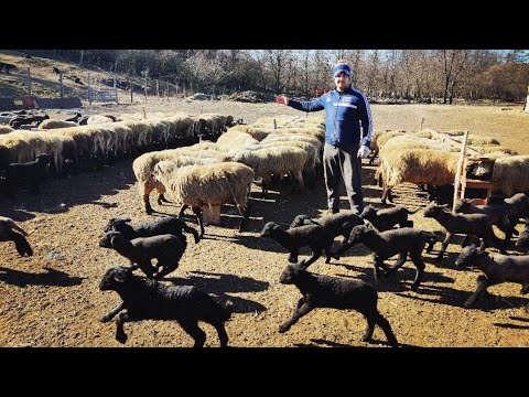 PRESENTATION OF THE MILITARY FARM FARMER ADRIAN PART THREE