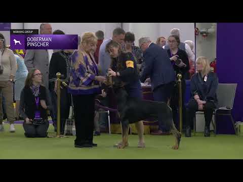 Doberman Pinscher | Breed Judging 2025