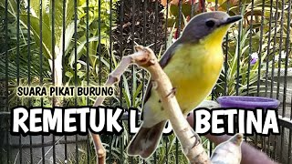 Download lagu Suara Burung Remetuk laut (SIUR) BETINA nyiul gacor mp3 Download lagu Suara Burung Remetuk laut (SIUR) BETINA nyiul gacor mp3