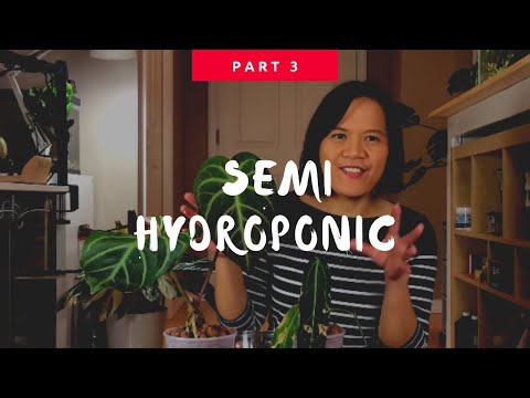 Anthurium Warocqueanum & Magnificum In Semi Hydroponic | Leca Part 3