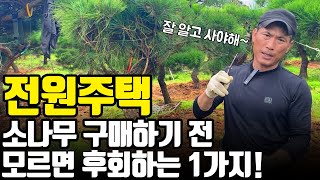 전원주택(시골, 전원)용 소나무 구입시 반드시 체크해야 하는 1가지! [주말용주택, 마당조경]