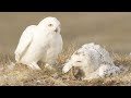 Predators Feast On ﻿Lemmings ﻿ White Falcon White Wolf Part 3 BBC Earth