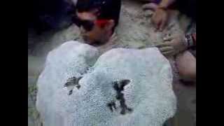preview picture of video 'Penampakan kura kura raksasa di pangandaran'