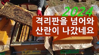 2024 봄벌 깨우고 첫 증소, 봄벌은 역시 축소가 답인가?