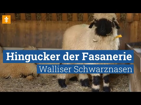 , title : '🐑 Kidszone Fasanerie — Hingucker Walliser Schwarznasen / Landeshauptstadt Wiesbaden'