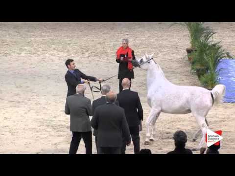 N.64 SALWA AL ZOBAIR - Paris 2015 - 4+ year old mares (Class CM3 B)