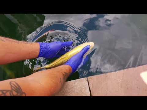 Treating our koi and disaster strikes