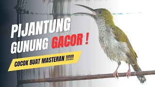 Download lagu pijantung gunung gacor cocok untuk pancingan dan masteran mp3