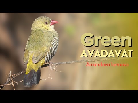 Amandava olivová (Amandava formosa) — video o speve a chove