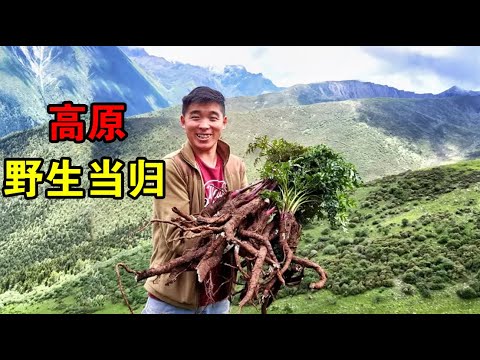 藏区遍地长满“野当归”，一棵就有六七斤重，阿斌一会就挖一大背【嘉绒阿斌】