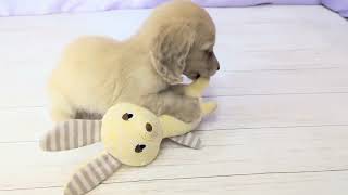 ミニチュアダックスの動画01