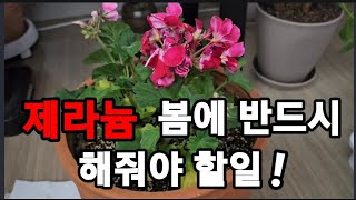 제라늄 봄철 반드시 해줘야 할일들! #제라늄키우기 #제라륨키우기 #페라고륨키우기 #제라늄관리 #제라늄삽목하기…