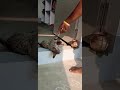 Nanu Badiki Ponu