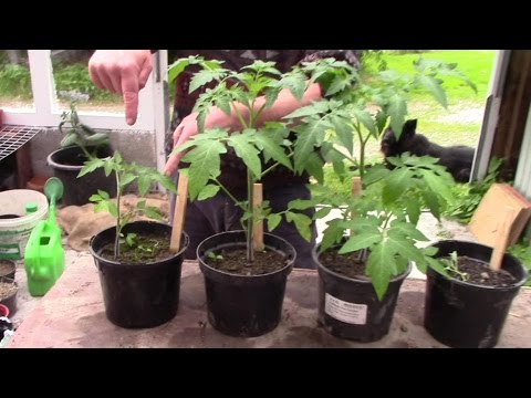 BioChar Pot Trials -- Second Results (Even More Interesting!)