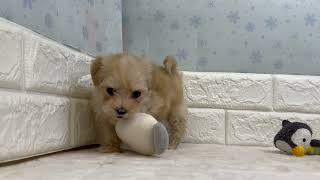 ハーフ犬の動画01