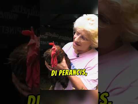 Jiran Saman Ayam Berkokok 😱