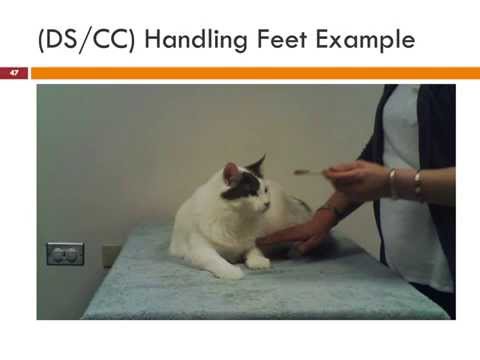 Behavior Modification for Cats in Shelters and Foster Homes - webcast