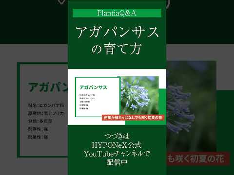 園芸 アガパンサス、ナイルユリ、ブルーチュベローズ