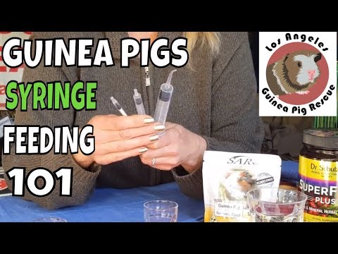 , title : 'Syringe Feeding Guinea Pigs Instructions'