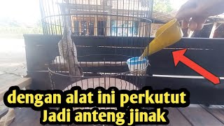 Download lagu Perkutut kesit menjadi anteng jinak cepat bunyi mp3