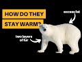 How Do Polar Bears Stay Warm? [3 Methods Explained]