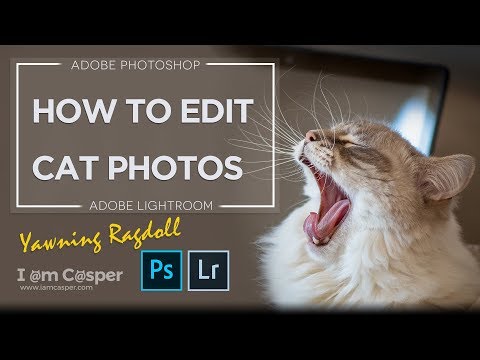 How to Edit Cat Photos in Photoshop & Lightroom CC - Tutorial Amazing Cat Pictures