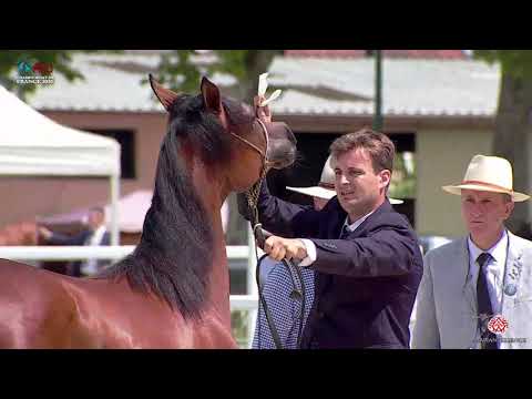 1 LAZEEZA DE GACIA   2020 Vichy   Championnat de France du Cheval Arabe   Yearling Fillies Champion