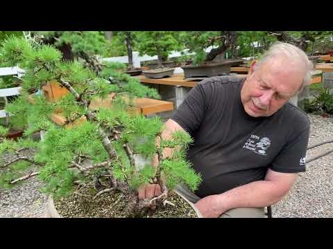 How to Pinch New Growth on Larch Bonsai