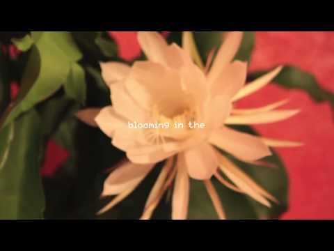 Johnny Stimson - Flower (Lyric Video)