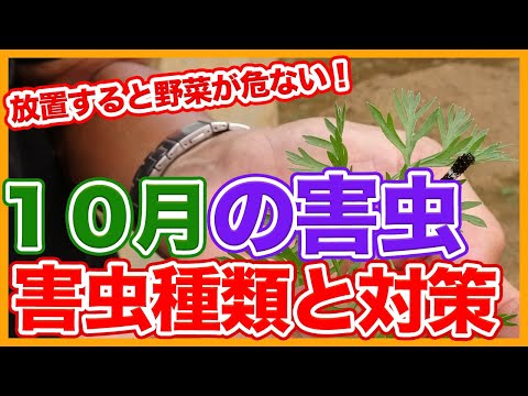 植物害虫: 最も重要な 10 種類とその見分け方 トピックス
