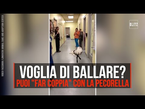 Voglia di ballare? Puoi far coppia con la pecorella