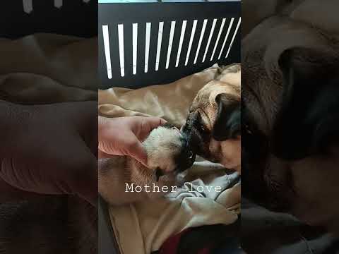 mother love #shorts #dog #toys #pug #doglover #trending #mother #viralvideo #viral #puppy #love