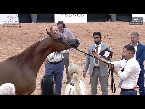 N 76 MENARA MONISCIONE   Morocco Breeders Show 2024   EAHGC   Mares 4 6 Years Old Class 4