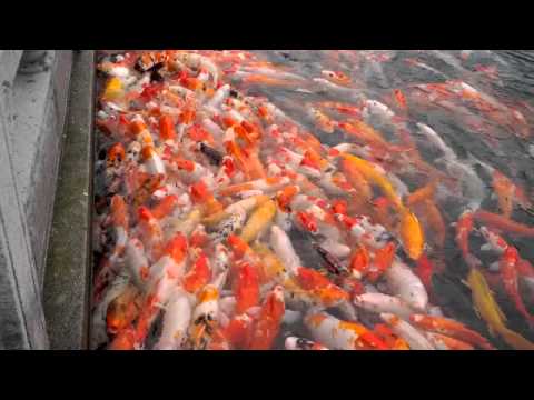 koi carp pool