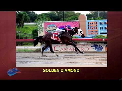 Recta Final a la Serie Hípica del Caribe 2017 - Copa Invitacional de Importados