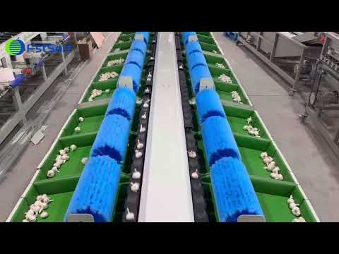Garlic weight sorting grading line onion grader sorter machine vegetable processing equipment