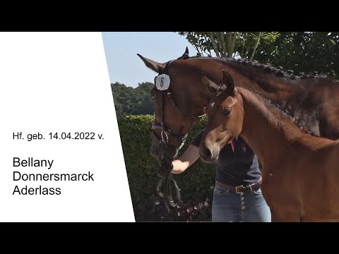 Hf v Bellany x Donnersmarck x Aderlass 2022