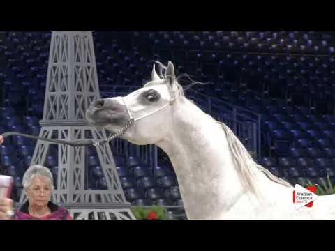 N.113 AL PASHA OONY - Paris 2015 - Colts 2-3 years old (Class CM5 B)