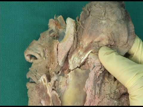 1.13 Step 3.  Temporalis muscle; its innervation and blood supply