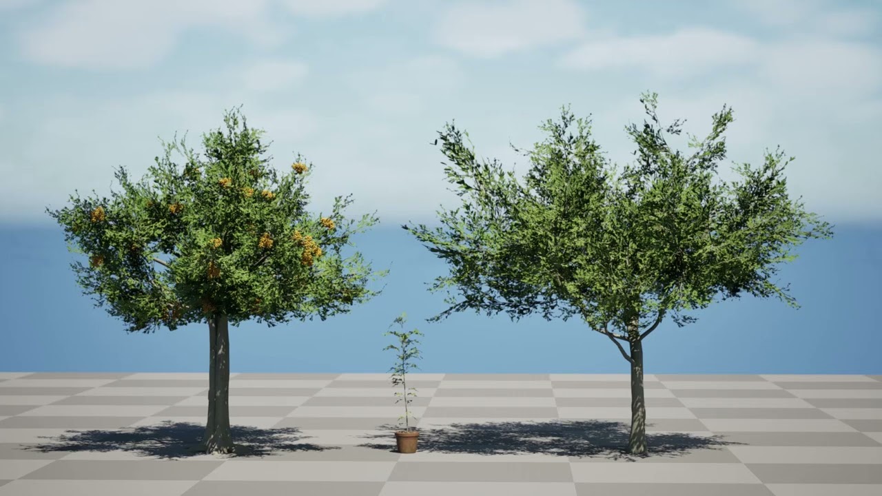 Australian Cupaniopsis Anacardioides Trees 3D Model