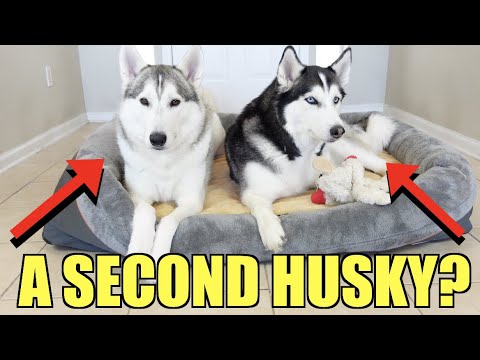 Should You Get Another Husky???