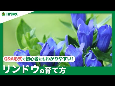 黄色いリンドウ 植物