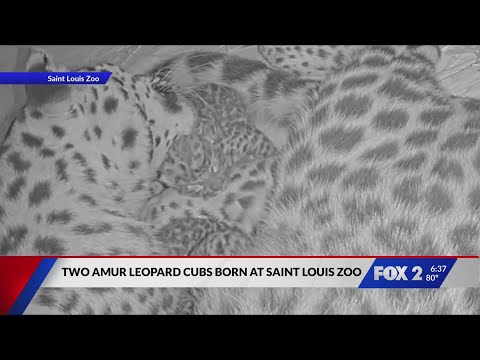 Two rare Amur leopard cubs born at Saint Louis Zoo