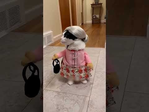Costume d'Halloween qui les porte le mieux ? le chat ou le chien
