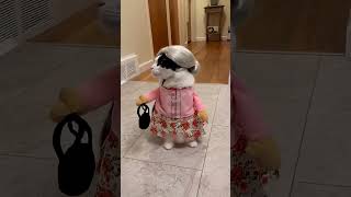Miniature vidéo