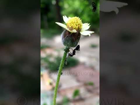 Flower | ಹೂವು | Coatbuttons | Tridax daisy | Ant | ಇರುವೆ | Beauty of Nature | Raghav Pravir