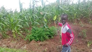 CBC farm Maneno Jo!😍👌